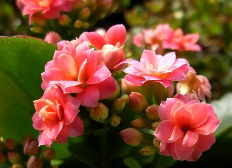 长寿花叶插只生根不发芽怎么办