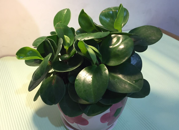 碧玉花的风水寓意