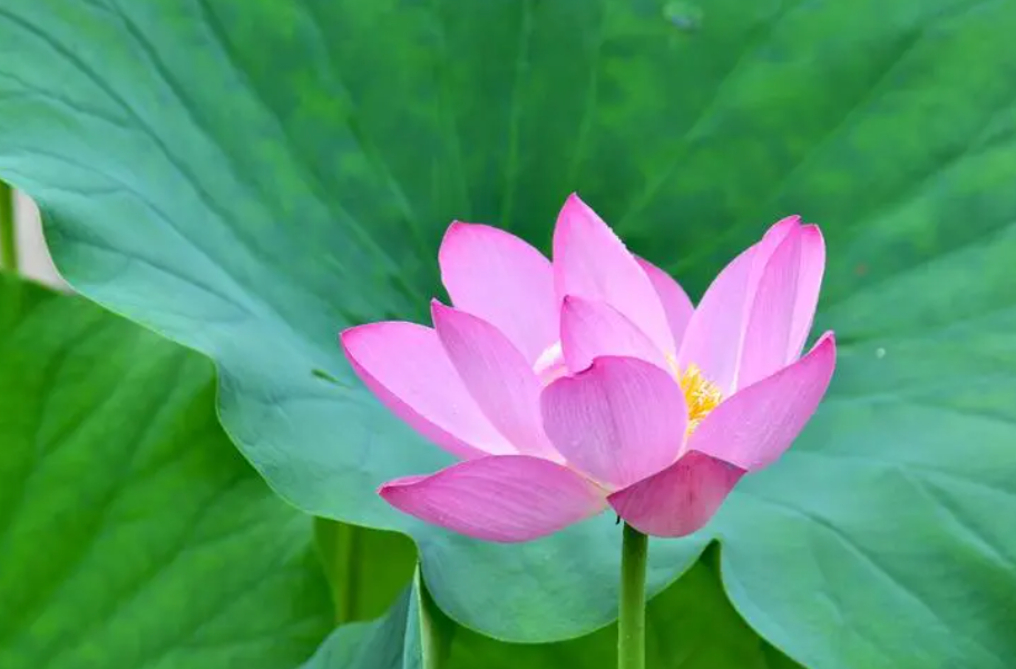 荷花种子冬天能发芽吗