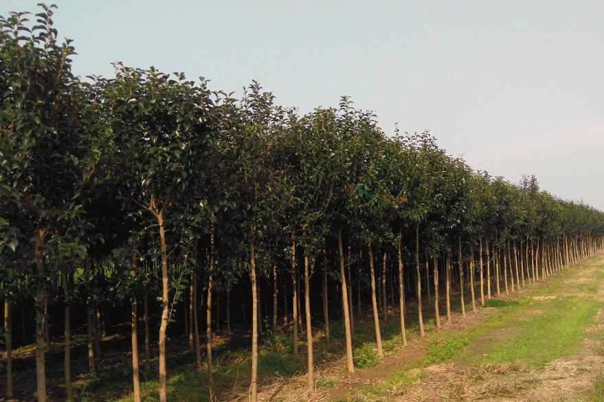 大叶女贞树密植修剪