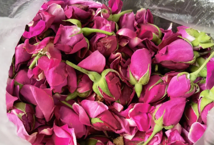 食用玫瑰花怎么种植