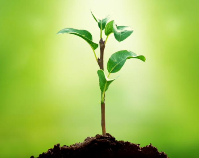 种树苗什么时候最好