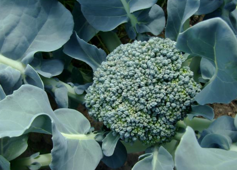 南方西兰花种植时间