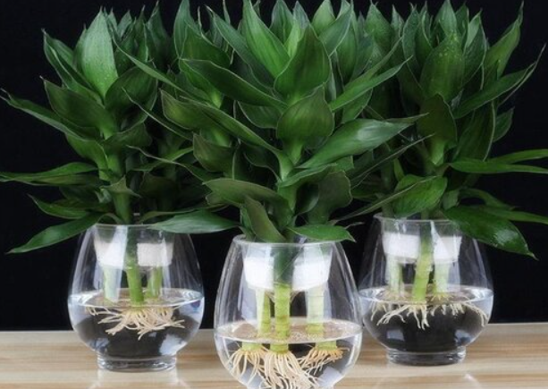 莲花竹长得太高了怎么办