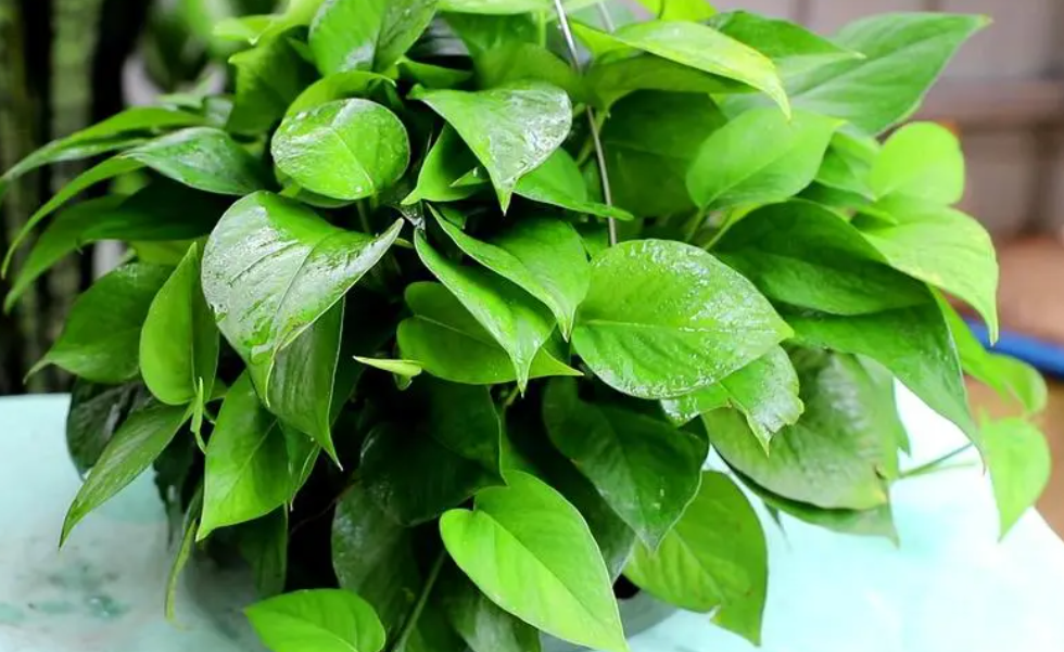 绿萝能用大花盆养吗