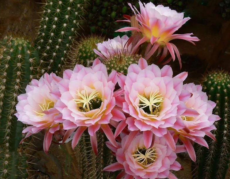 仙人球开花对家庭好不好