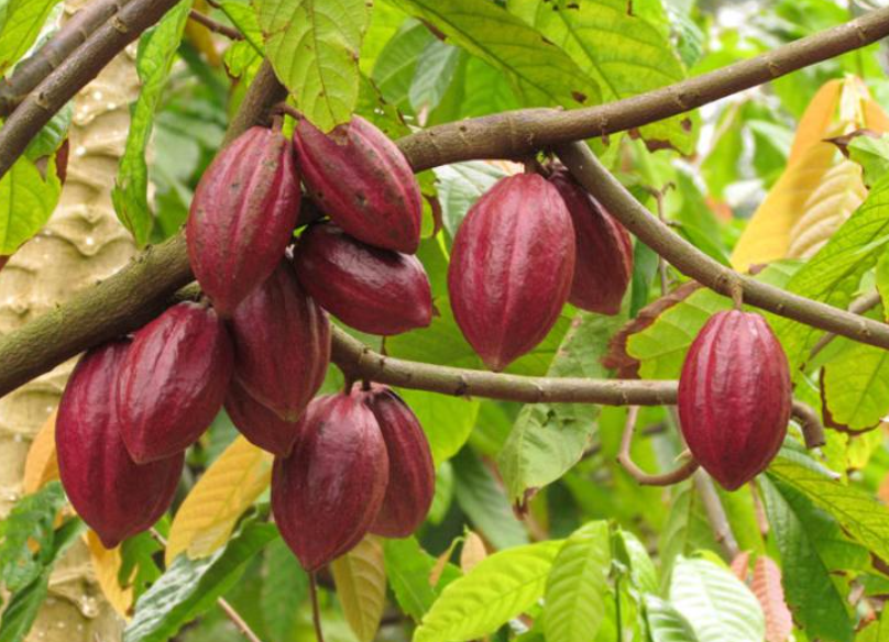 可可树中国能种吗