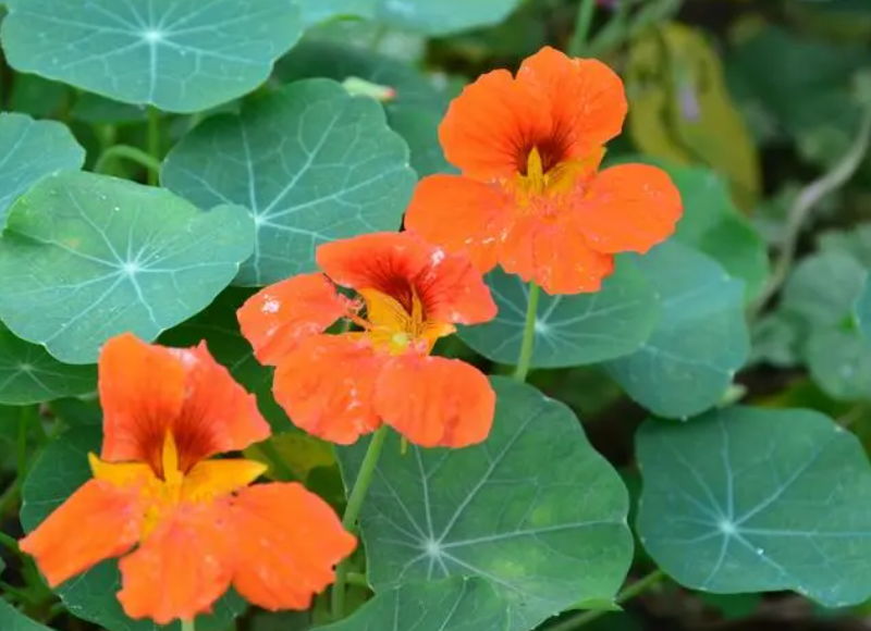 旱金莲什么时候开花