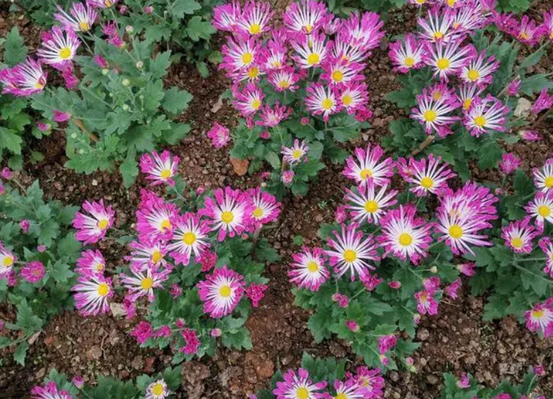 一年四季都开花的菊花品种