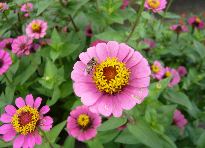 百日草一年开几次花