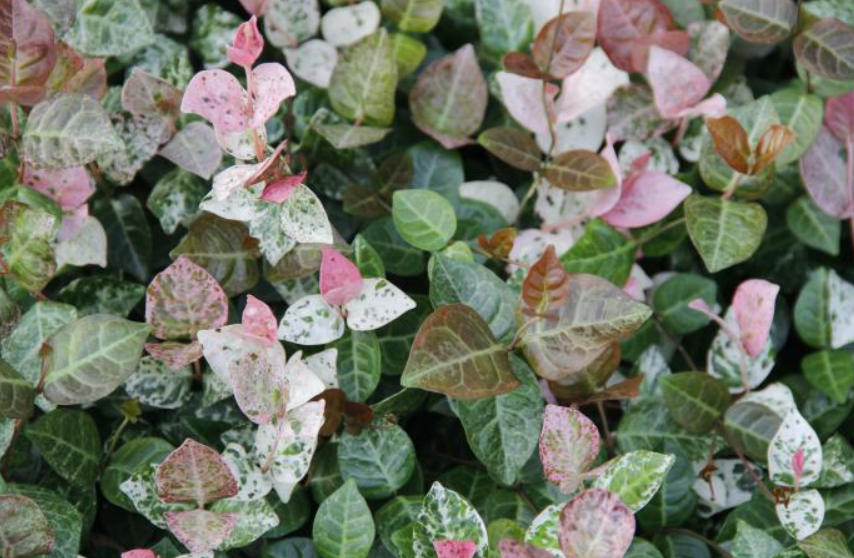 花叶络石怎么才会变色