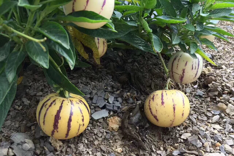 人参果开花要授粉吗