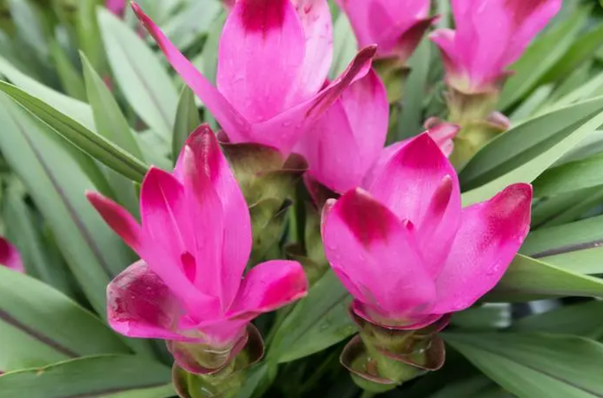 姜荷花怎样才能养好啊