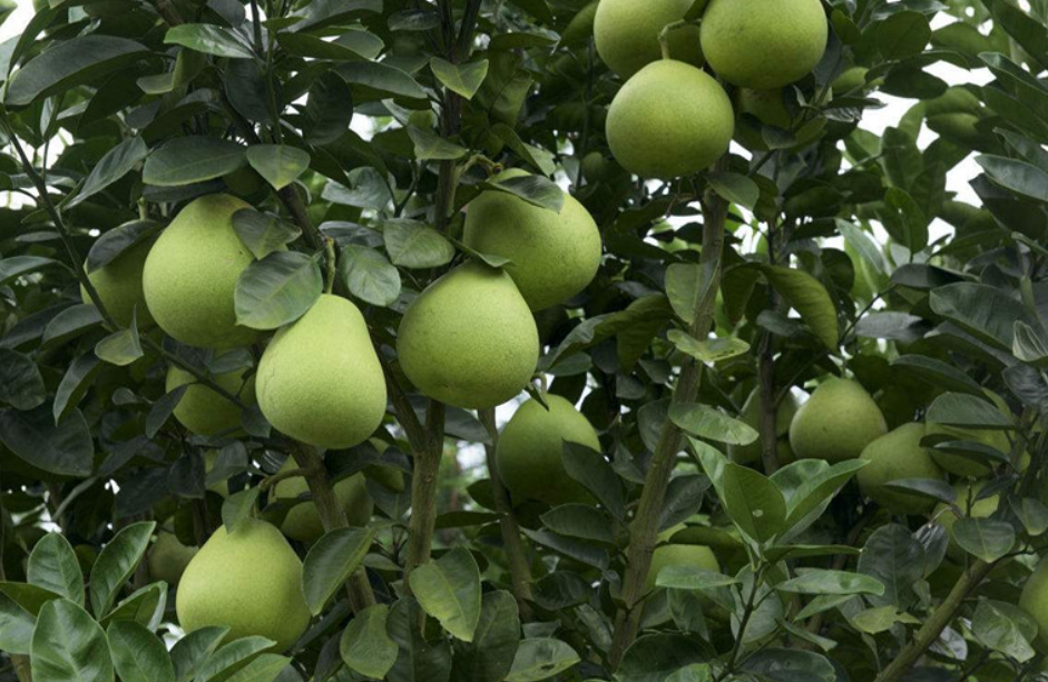 野生的柚子树会不会结果