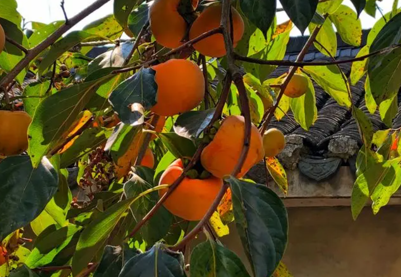 柿子树怎样施肥过冬