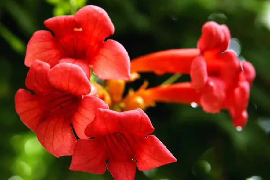 凌霄花地栽要注意什么