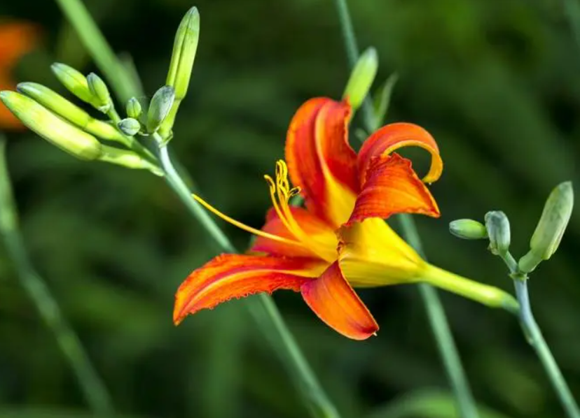 大花萱草哪个品种最丰花
