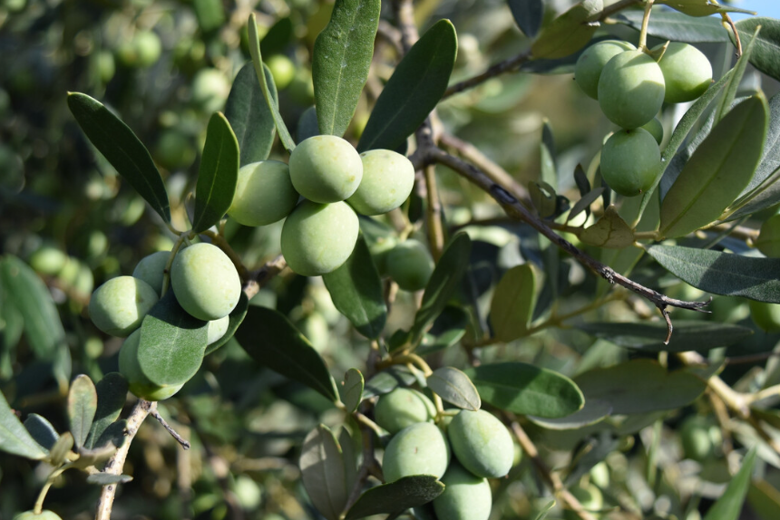 橄榄树适合种在家里吗