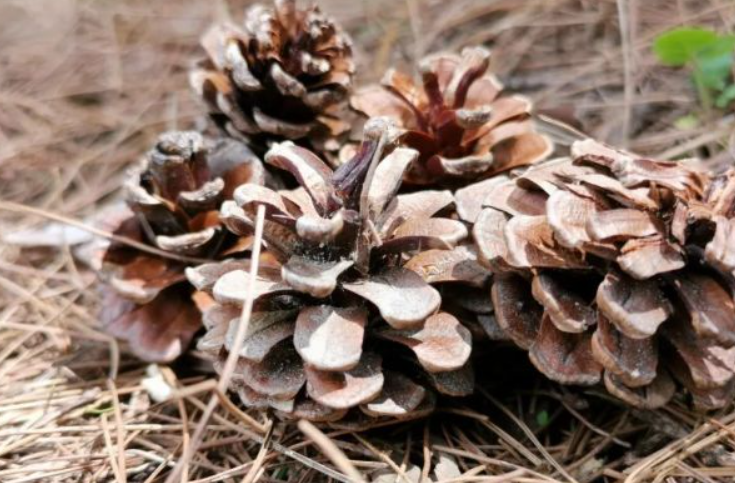 松针和花生壳哪个养兰花好