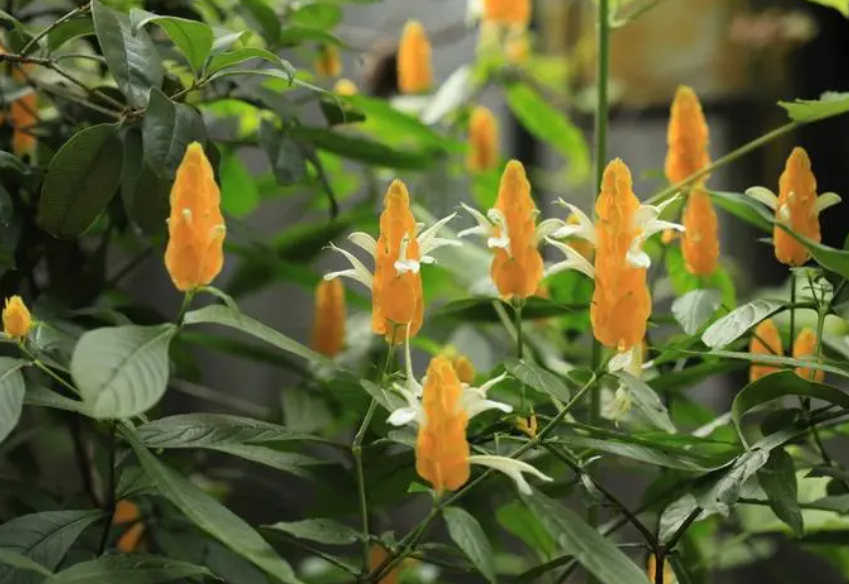 金苞花可以扦插繁殖吗