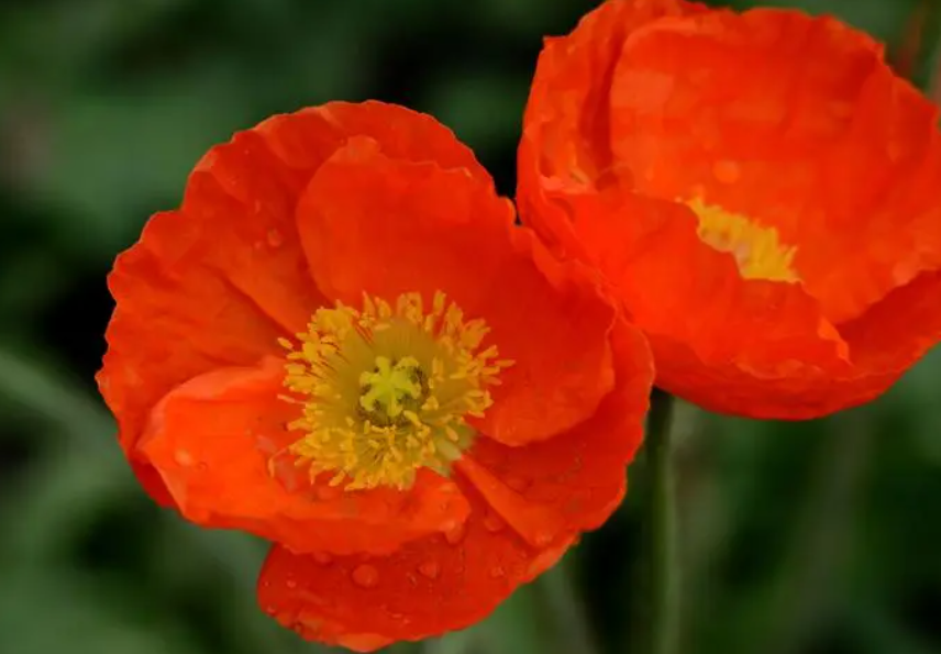 像虞美人花的是什么花