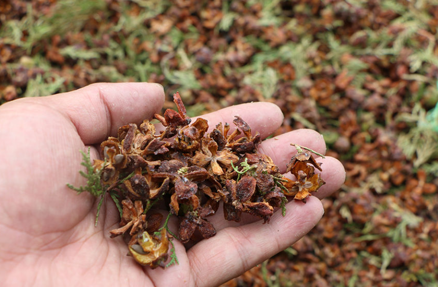 几斤柏树壳出1斤种子