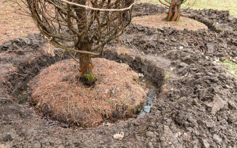 什么时候种树成活率高