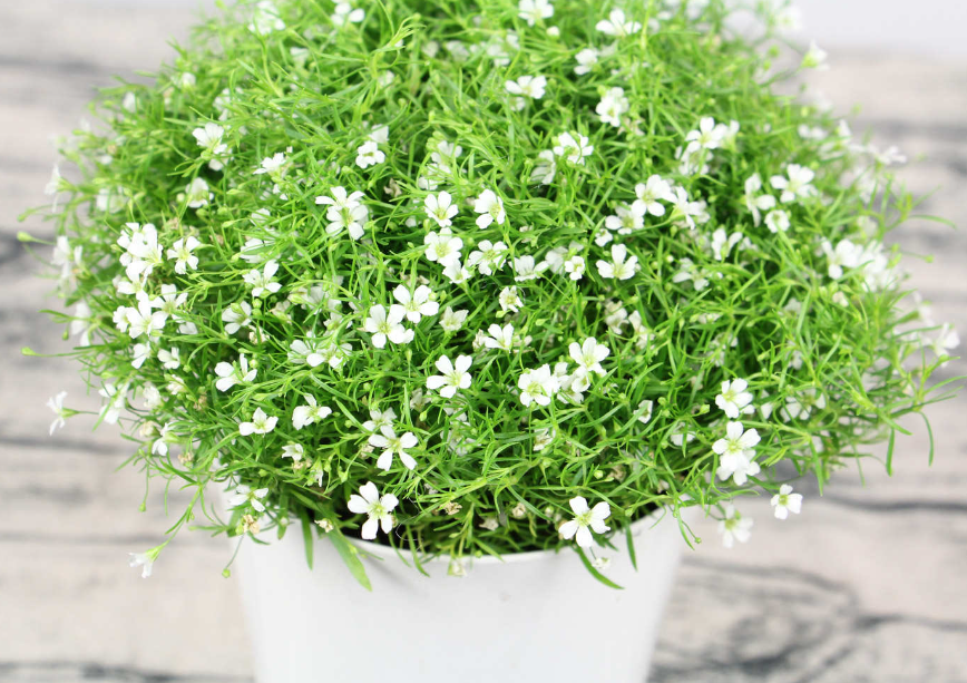 满天星开花后怎么修剪