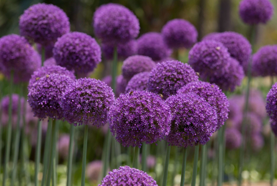 大花葱什么时候种