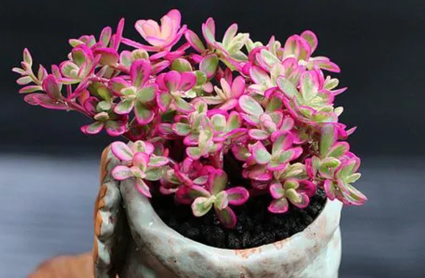 太阳花锦用什么土种