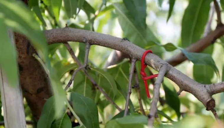 桃树钻心虫用什么药最好