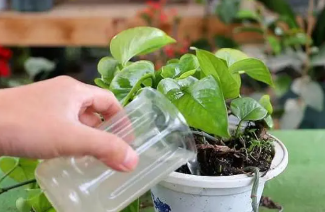 洗米水浇花有什么好处