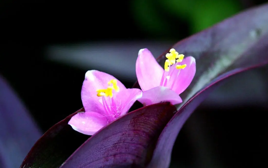 家里养紫罗兰花好吗