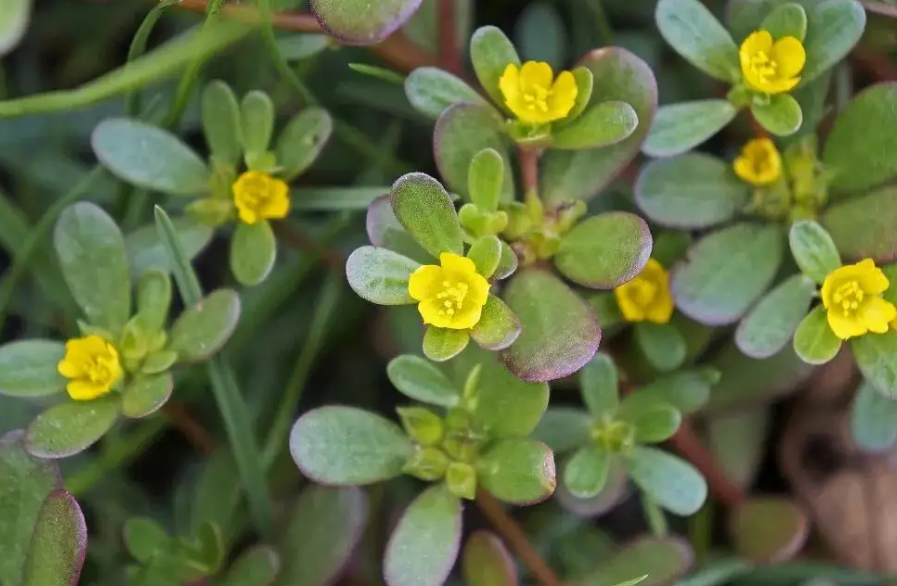 树马齿苋花怎么修剪