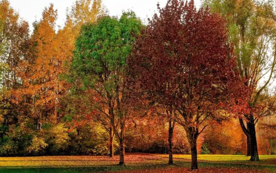 树的水分是怎么输送的
