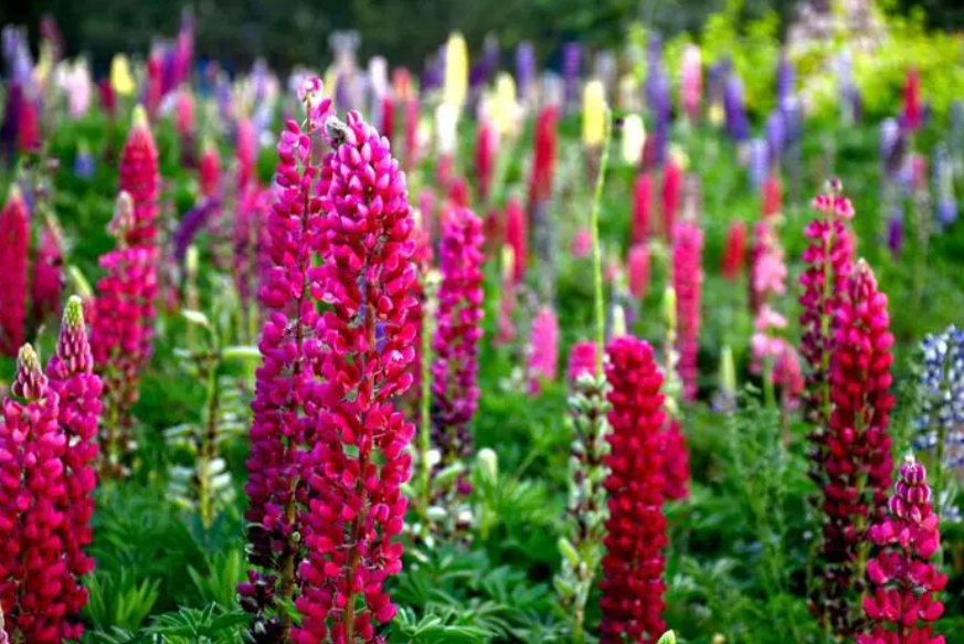 鲁冰花从种植到开花需要多久