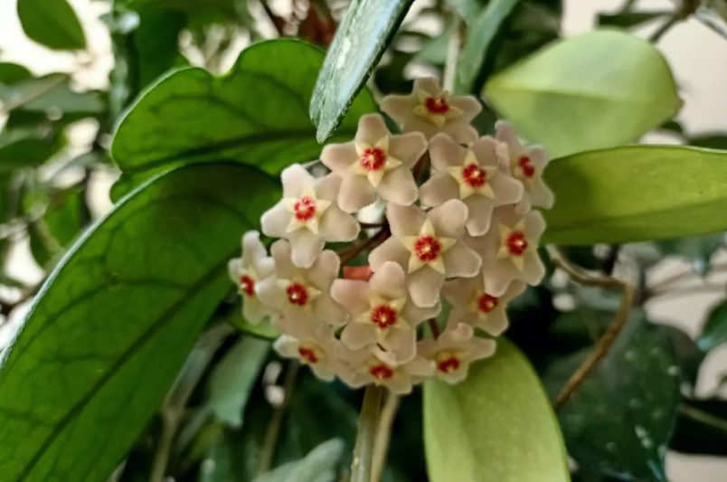 球兰花的危害有多大