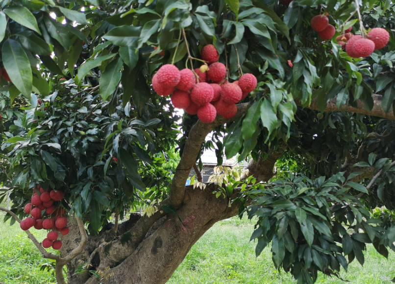 荔枝树修剪后施什么肥料