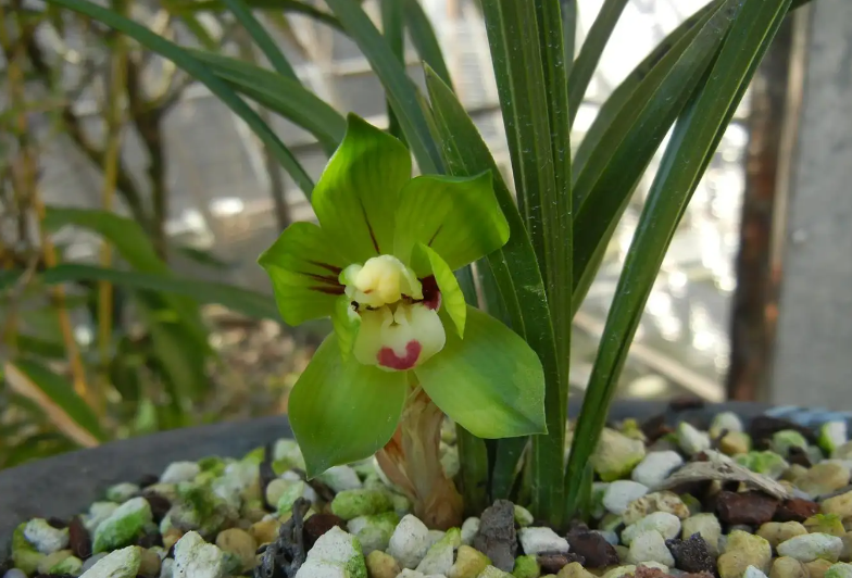 矮兰花为什么养不活