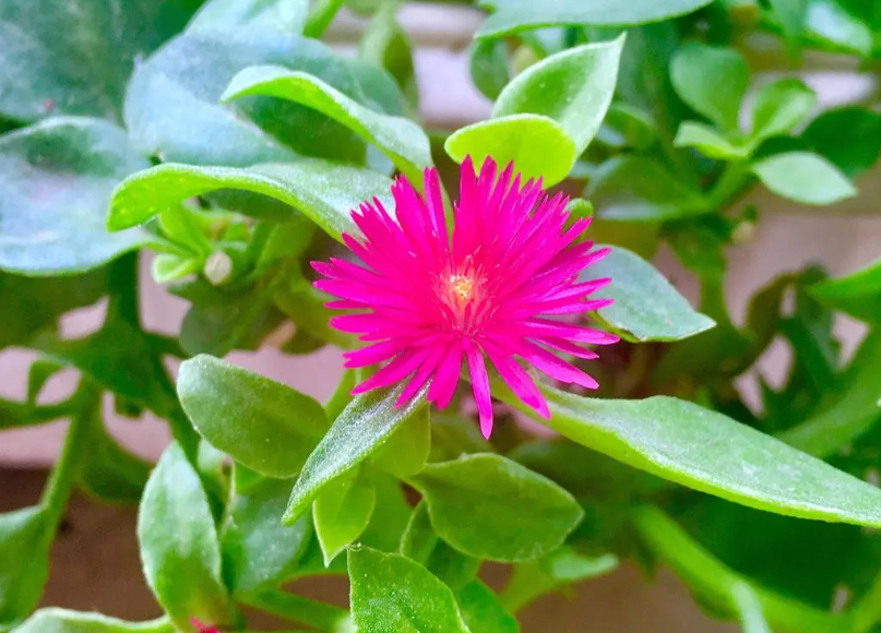 心叶日中花扦插繁殖