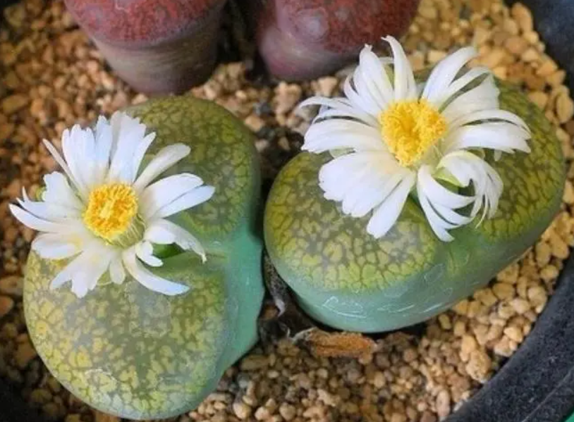 生石花不服盆咋办