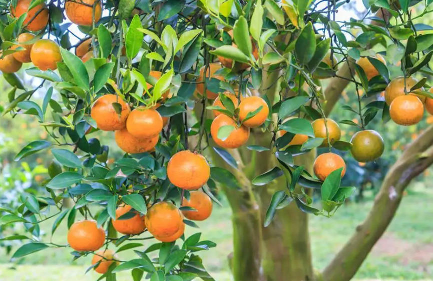 柑橘大树怎么移栽