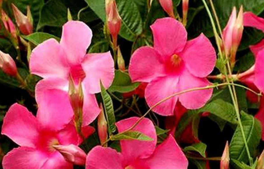 双线藤花怎么养殖方法