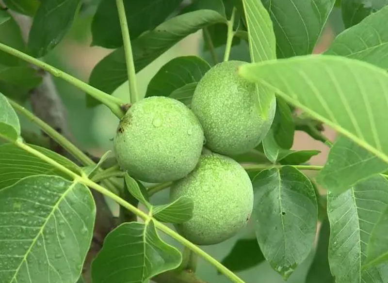 核桃树在南方能结果吗