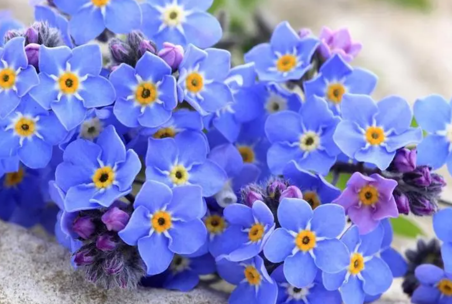 勿忘我花的花期何时观赏最好