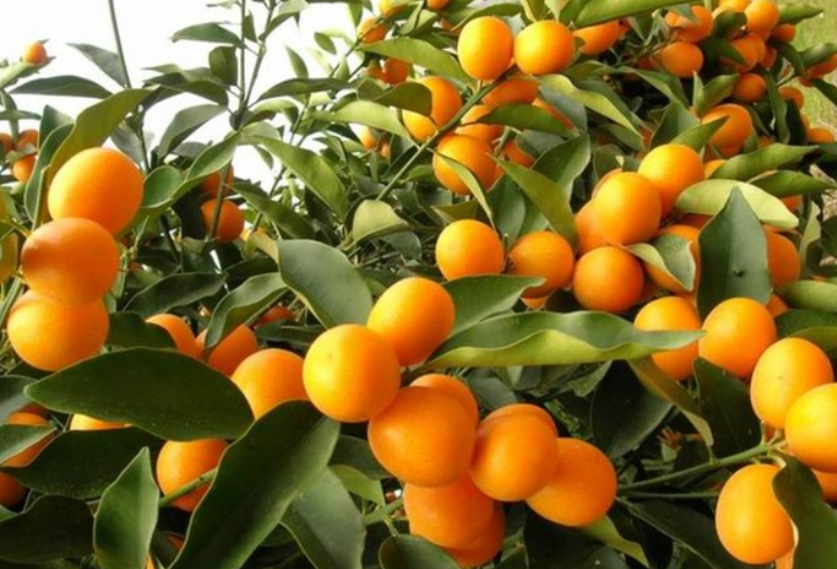 金桔树开花期要浇水吗