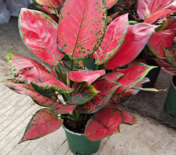 吉利红一年开几次花