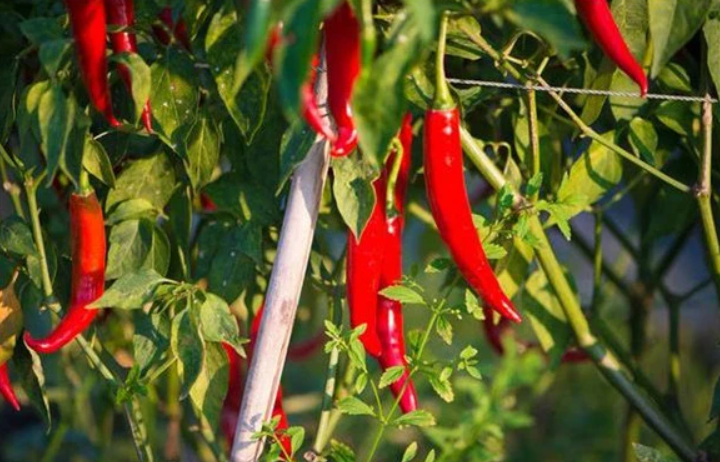 辣椒树见太阳就疲软是怎么办