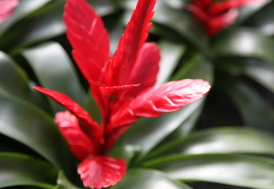 冬季怎样养卡丽花