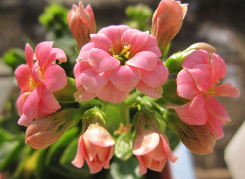 长寿花的休眠期是几月